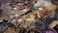 Mycena guzmanii image