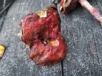 Butyriboletus frostii image