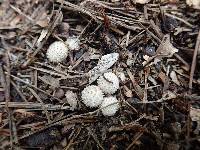 Lycoperdon marginatum image