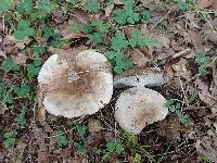 Russula densifolia image