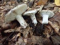 Russula dissimulans image