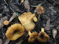 Cantharellus lewisii image