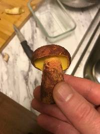 Boletus pallidoroseus image