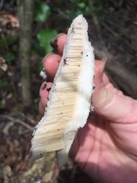 Tyromyces chioneus image