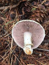 Agaricus silvicola image