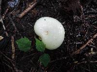 Lactarius maculatipes image