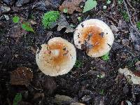 Russula compacta image