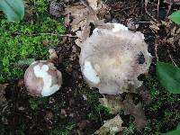 Russula cyanoxantha image