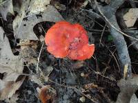 Russula tenuiceps image