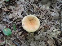 Russula bicolor image