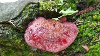 Fistulina hepatica image