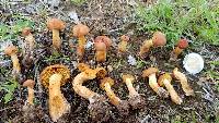 Calocybe naucoria image