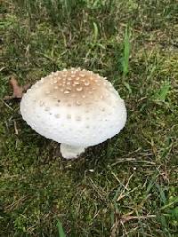 Amanita canescens image