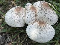 Leucoagaricus americanus image