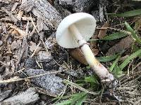 Leucoagaricus americanus image