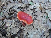 Butyriboletus frostii image