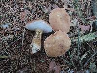 Tylopilus felleus image