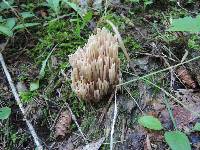 Ramaria stricta image