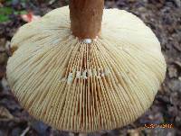 Lactifluus corrugis image