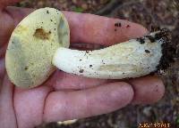 Boletus pallidus image