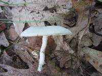 Clitocybe odora image