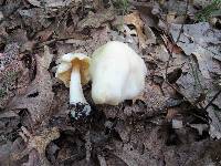 Entoloma luridum image