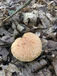 Leccinum rubropunctum image