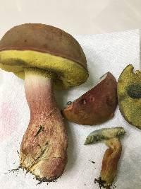 Boletus patrioticus image