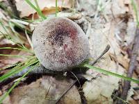 Lactifluus corrugis image