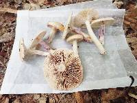 Lactarius pallescens image