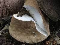 Tylopilus rubrobrunneus image