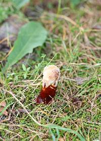 Ganoderma sessile image