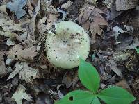 Russula variata image