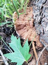 Ganoderma sessile image