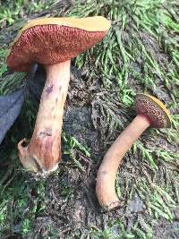 Chalciporus pseudorubinellus image