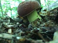 Boletus subluridellus image