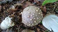 Amanita canescens image