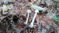 Amanita abrupta image