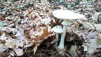 Amanita abrupta image