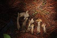 Helvella crispa image