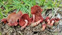 Cortinarius marylandensis image