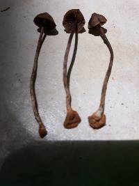 Psilocybe guilartensis image