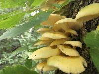 Pleurotus citrinopileatus image