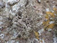 Roccella phycopsis image