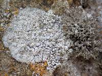 Roccella phycopsis image