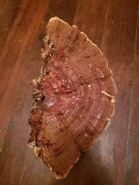 Ganoderma sessile image