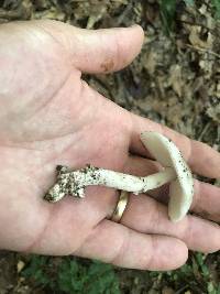 Amanita sect. Vaginatae image