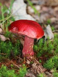 Butyriboletus frostii image