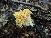 Ramaria flavescens image