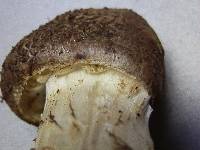 Tricholoma vaccinum image